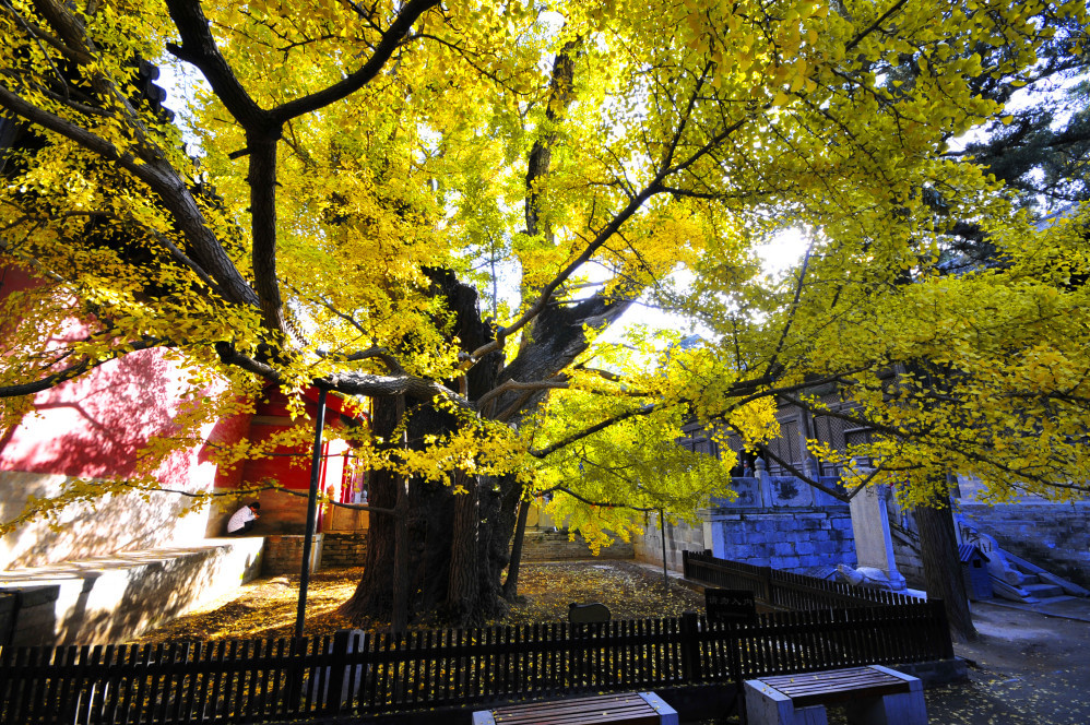 大觉寺
