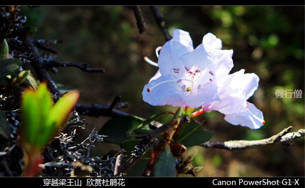 平安希望小学