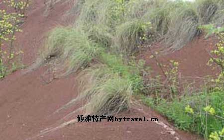 连州龙须草
