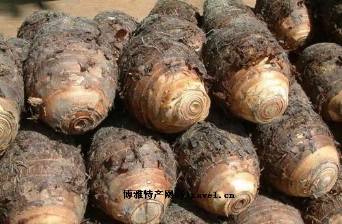 恭城槟榔芋
