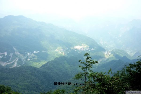 南川大树茶