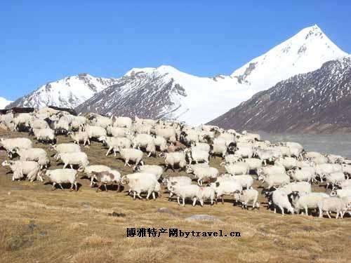 西宁毛