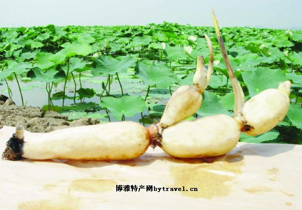 苏州塘藕