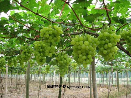 京玉葡萄