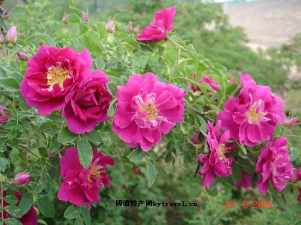 苦水玫瑰