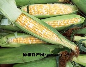 富县玉米