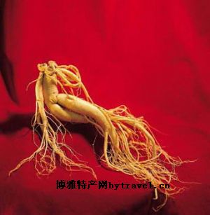 东安人参