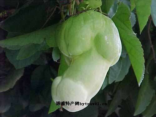 田乐人参果