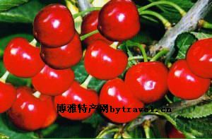 大果豆