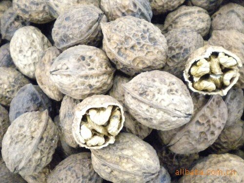 天津核桃