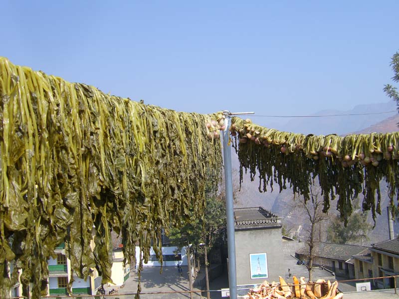 北京酸菜