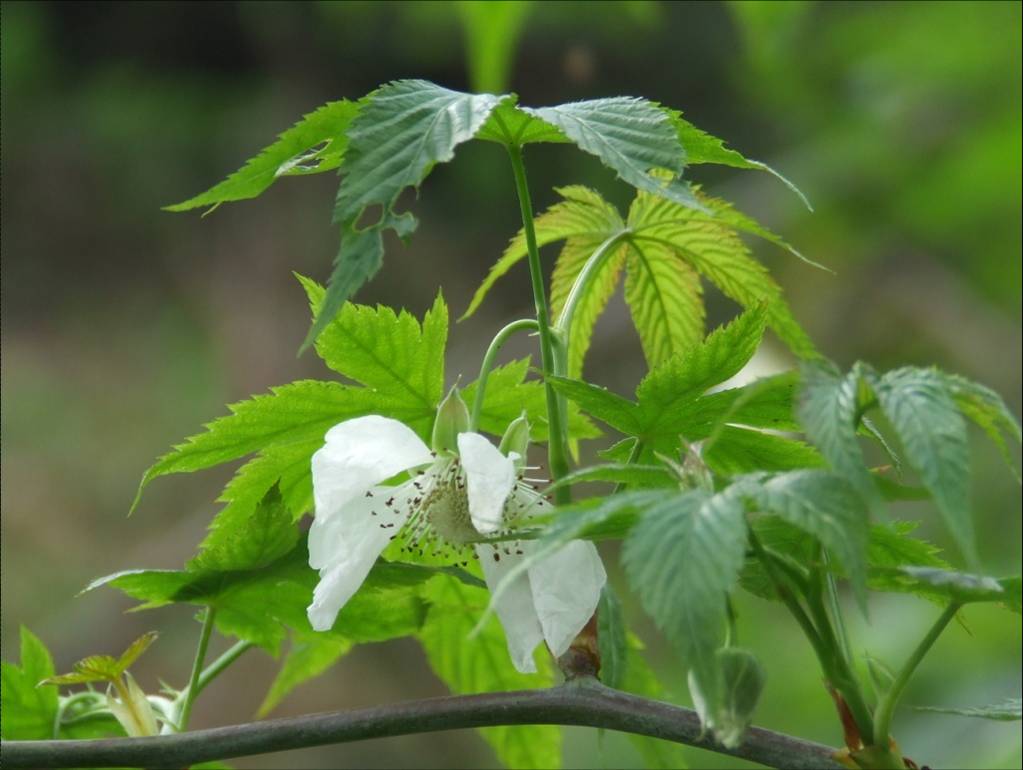 缙云甜茶