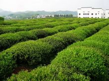江西婺源绿茶