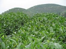 新江羽绒茶