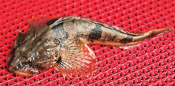 上海松江四鳃鲈