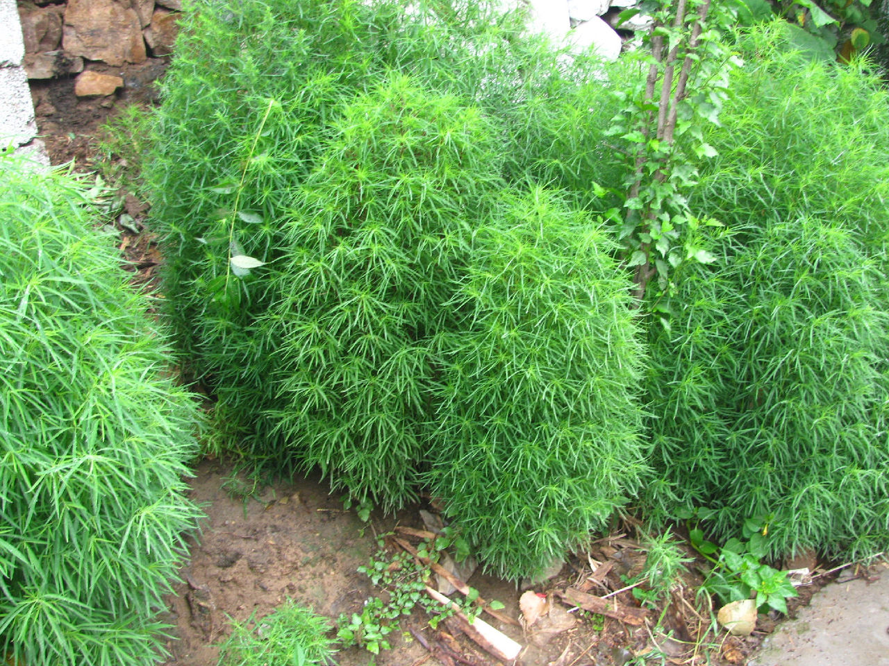 扫帚菜