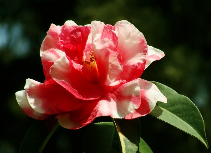 云南山茶花
